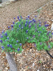 Comal MG Bluebonnets