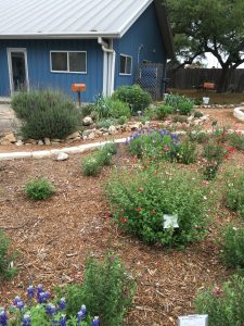 Comal MG Herb Garden