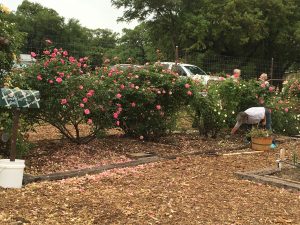 Comal MG Rose Bed