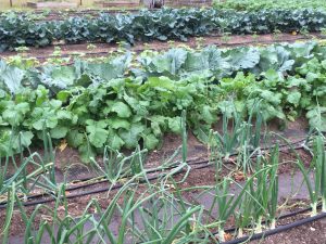 Comal MG Vegetable Garden