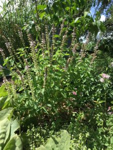 African Blue Basil at The Herb Cottage