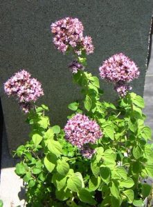 Blue Oregano. Not great flavor, but a striking plant when in bloom!