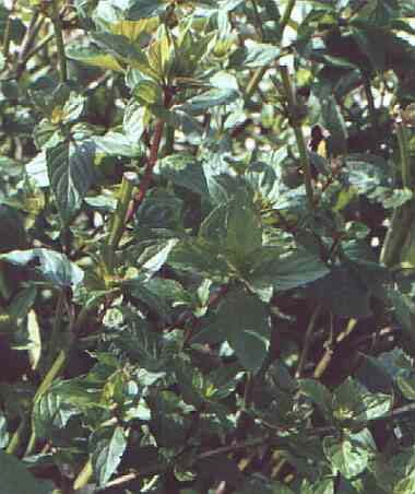 Healthy Peppermint Plant