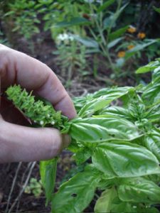 Here I'm pinching a young flower bud off a basil plant.