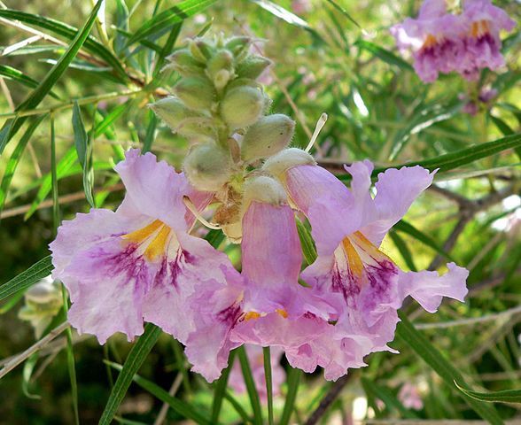 Desert Willow Flower