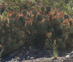 Spiny Fruited Prickly Pear