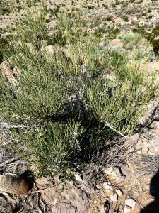 Ephedra or Mormon Tea