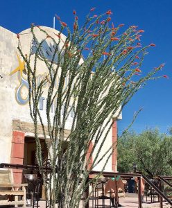 Ocotillo at the Terlingua Trading Company outside the Park.