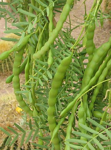 prosopis-glandulosa-seed-pods