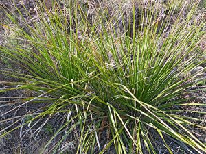 Sotol: This plant was everywhere!