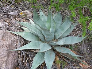 Harvard Yucca: This one puts on a tall flower stalk. We saw a few with spent flower stalks. None in bloom.