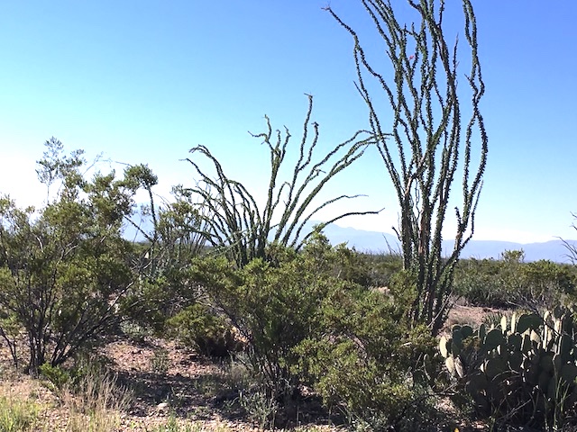 Ocotillo and Creosote Bush along a road in the Park.