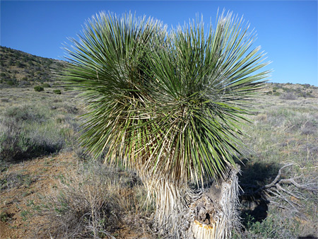 Soaptree Yucca, Yucca elata. Roots used to make soap.