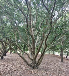 Mexican Oak