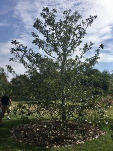 Mexican Magnolia