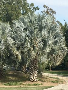 Blue Palm Tree