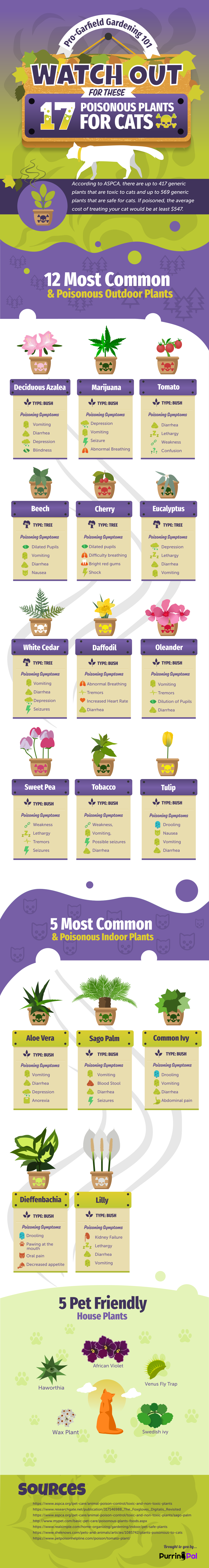 Plants Not for Cats Infographic