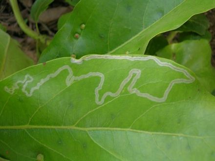 Leaf miner damage