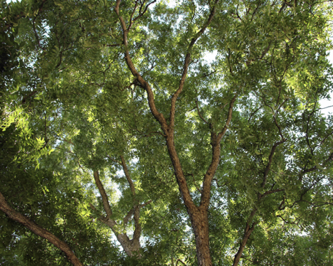 What is an arborist. Picture of tree. 