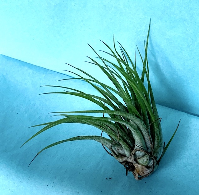 Green Air Plant with light blue background