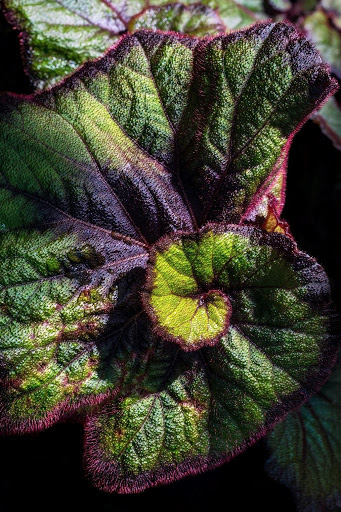 ”begonia