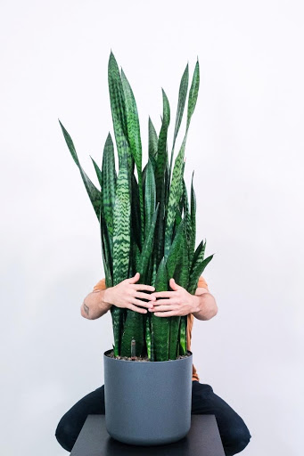 ”sansevieria