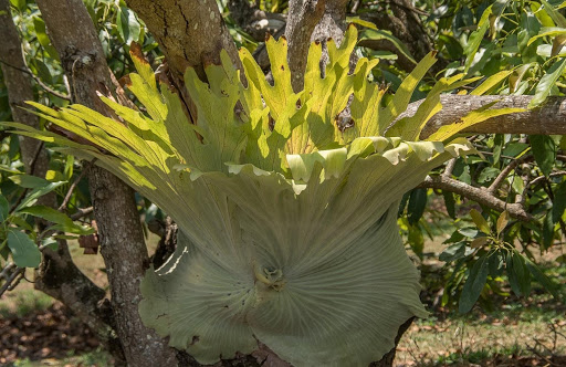 ”staghorn