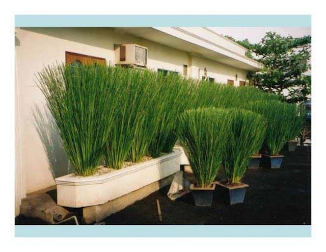 Plant Live Vetiver EROSION CONTROL