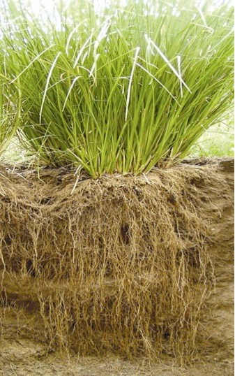 Plant Live Vetiver EROSION CONTROL