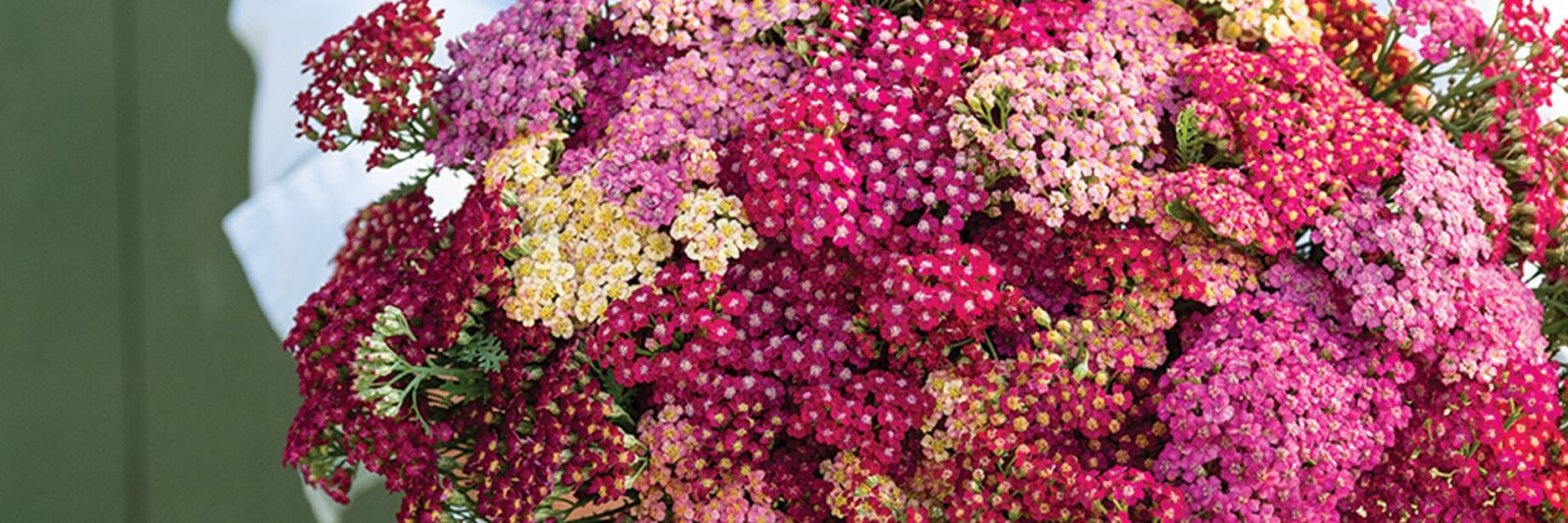 Yarrow, Achillea millefolium 2024 Herb of the Year The Herb Cottage