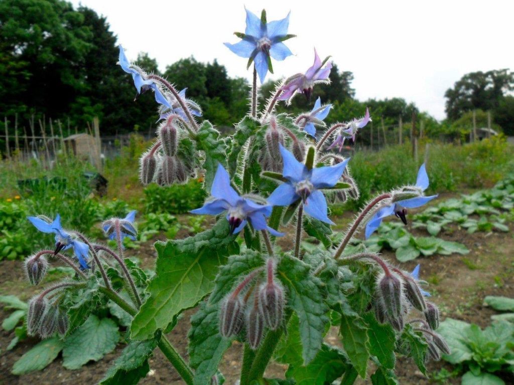Large borage plant in garden setting showing buds and leaves