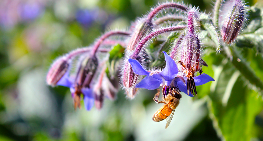 Borage blossom with bee