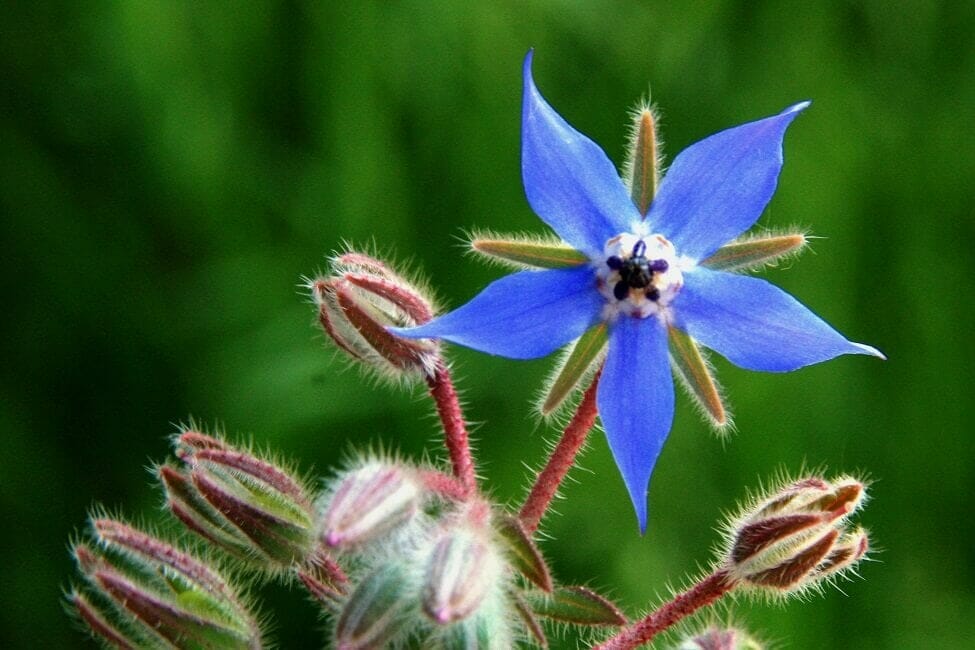 Bright blue borage flower with fuzzy buds
